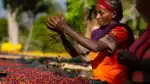 boabe cafea ethiopia konga wete