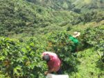 cafea-specialitate-columbia-bella-vista-plantatie