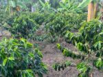 cafea-specialitate-columbia-betania-plantatie