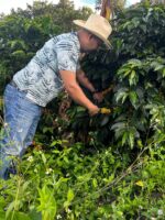 cafea-specialitate-columbia-chapoleros-fermier