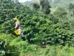 cafea-specialitate-columbia-chapoleros-plantatie