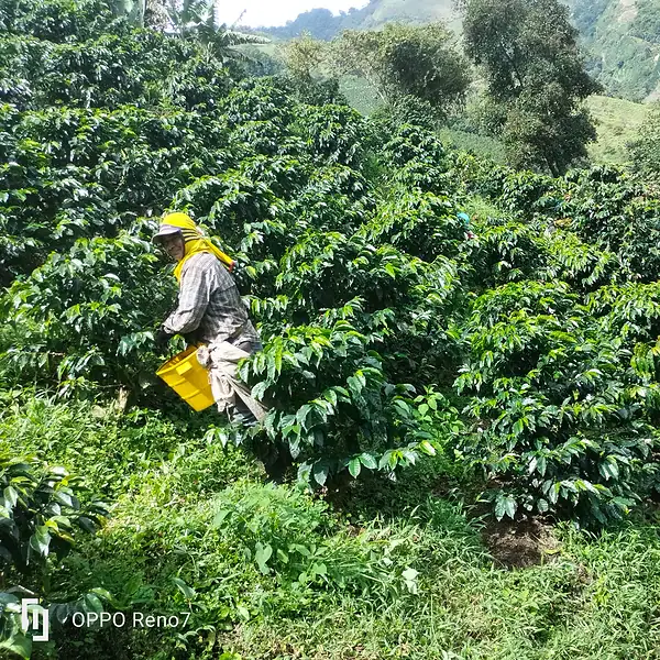 cafea-specialitate-columbia-chapoleros-plantatie