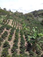 cafea-specialitate-columbia-motta-plantatie