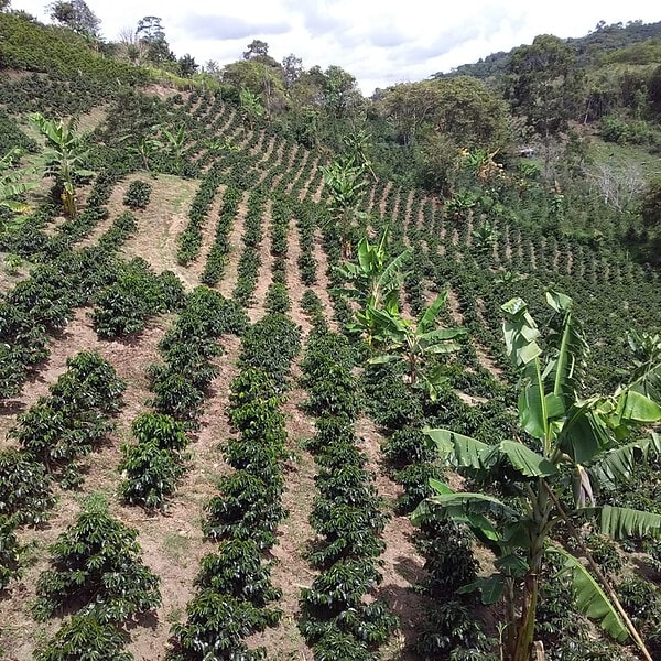 cafea-specialitate-columbia-motta-plantatie
