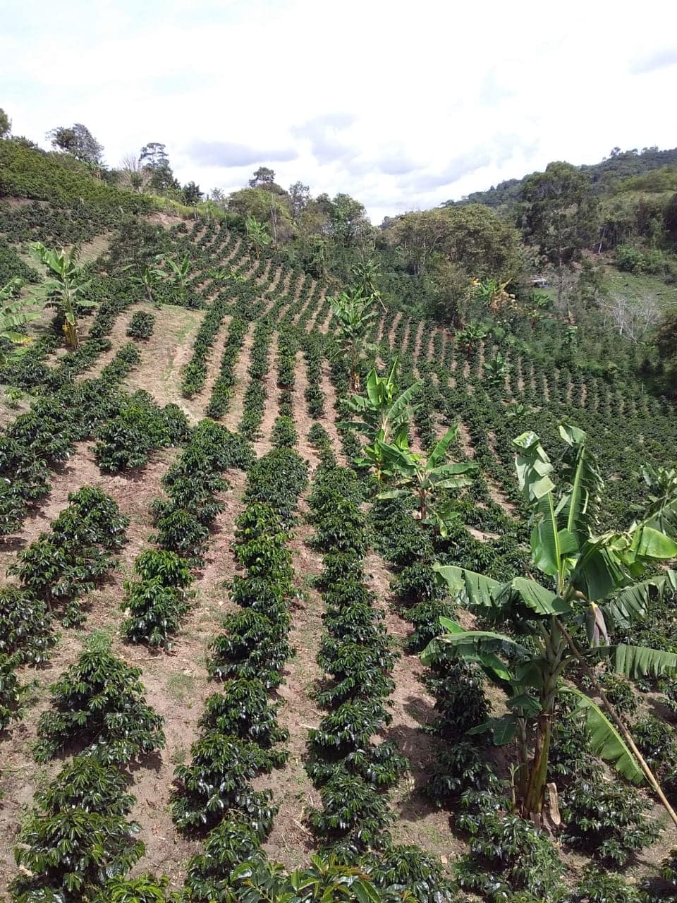 cafea-specialitate-columbia-motta-plantatie