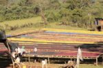 cafea-specialitate-ethiopia-banko-gotiti-ferma