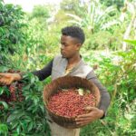 cafea-specialitate-ethiopia-banko-gotiti-fermieri
